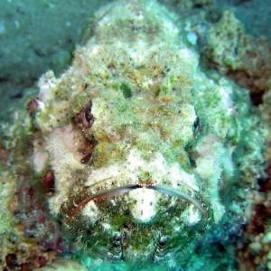 And Another Stonefish in Aqaba, Jordan