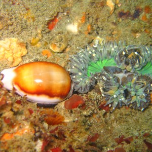 Aggregating Anenome and a Golden Cowrie