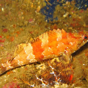 Painted Greenling