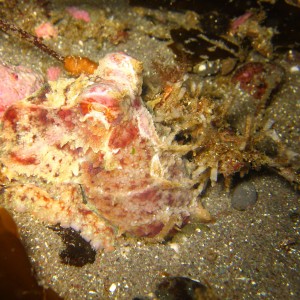 Giant Pacific Octopus (juvenile)