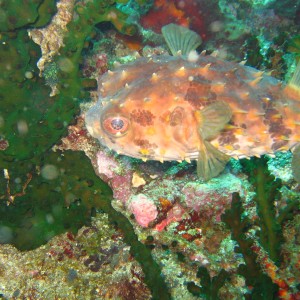 Puerto Galeras, April 2006