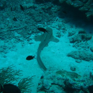 Similan Island Liveaboard Feb 2006