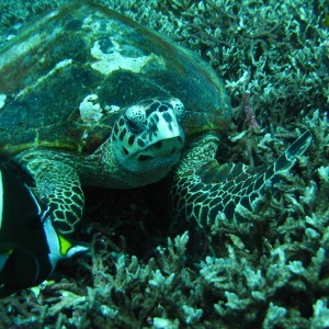 Thailand_2006_-_Liveaboard_-_0188