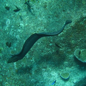 Thailand_2006_-_Liveaboard_-_0190