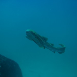 Thailand_2006_-_Liveaboard_-_0170