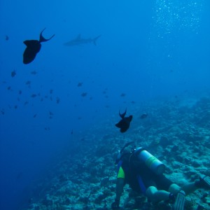 Palau_2006_-_00941