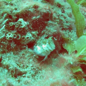 Seaweed blenny?