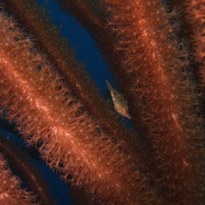 Slender Filefish (Monacanthus tuckeri)