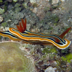 Chromodoris Sp