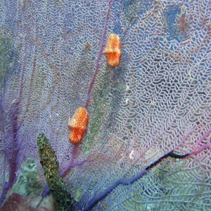 Flamingo tongue