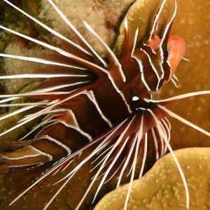 Radial firefish