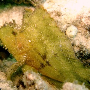 Leaf Scorpionfish - Leaf Fish