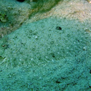 Leopard flounder