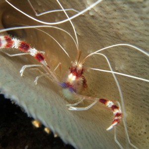 coral banded shrimp