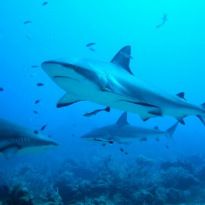 reef sharks