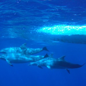 dolphins