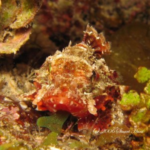 mushroom scorpionfish