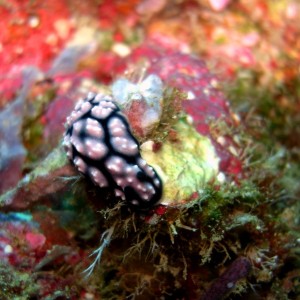 Nudibranch in Palau