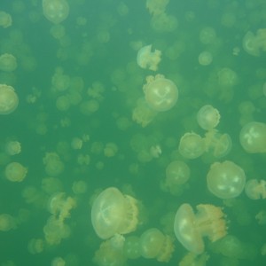 School Jellyfish