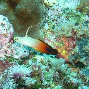 Fire goby (Flame dartfish)