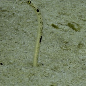 Spotted garden-eel