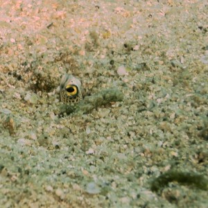 Spotted garden-eel in its hole