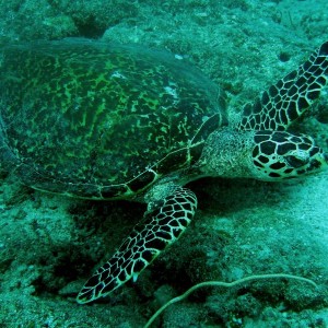 Turtle in Palau