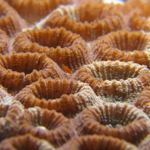 Funny creature on coral