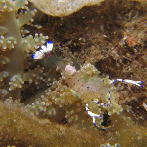 Anemone Shrimp