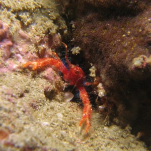 Coral crab