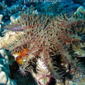 Hawaiin Crown of Thorns Starfish