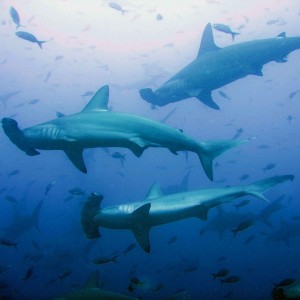 Schooling Scalloped Hammerheads- Galapagos