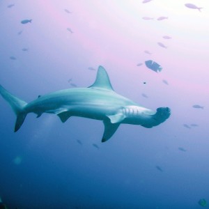 Schooling Scalloped Hammerheads- Galapagos