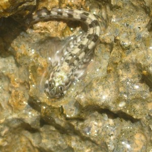 Blenny