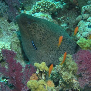 Giant Moray