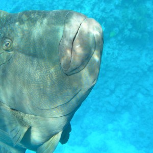 Napoleon Wrasse.