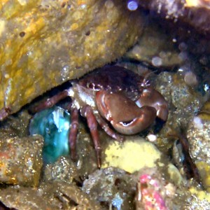 Brown_Rock_Crab