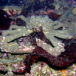 Decorater_Crab