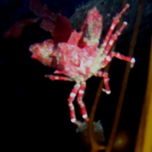 Kelp Crab