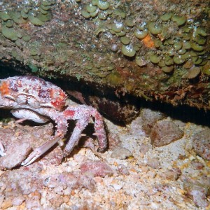 gotcrabs