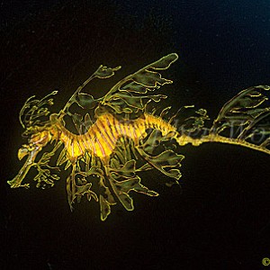 sea dragon found on the web