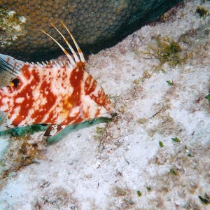 cozhogfish