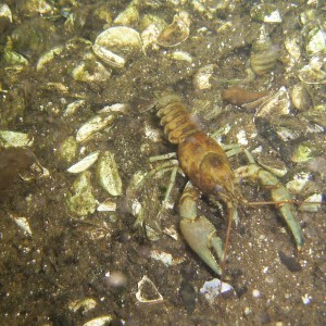 Killer Crayfish