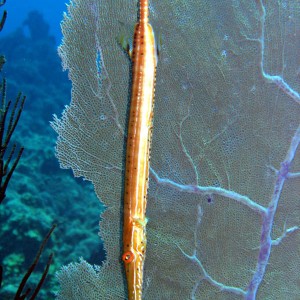 Trumpetfish