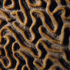 Coral closeup