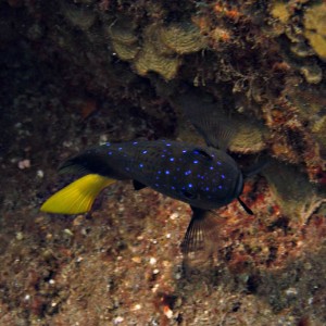 Damselfish..