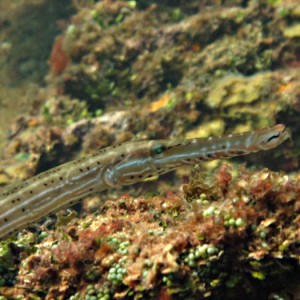 Trumpetfish 3