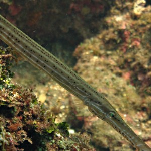 Trumpetfish 4