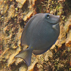 Blue Tang