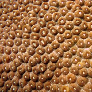 Coral closeup